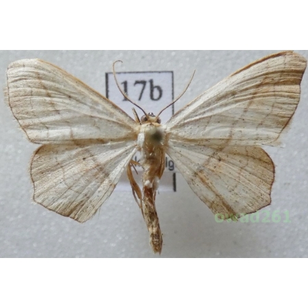 Scopula imitaria (Hübner, 1799) Greece17b